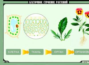 Сходства строения растительной и животной клетки