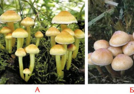 Классификация и зона произрастания грибов опят